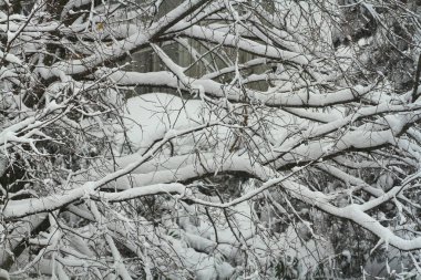 Kış aylarında karla kaplı ağaçlar