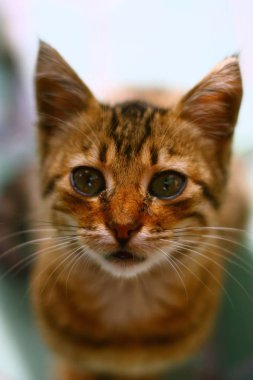 Sokaktaki sevimli kedi.