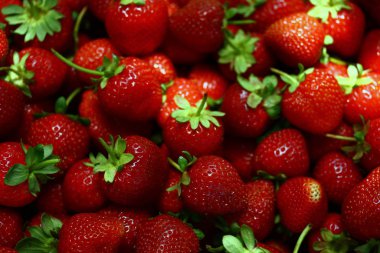 Taze olgun çilekler, yaklaşın.