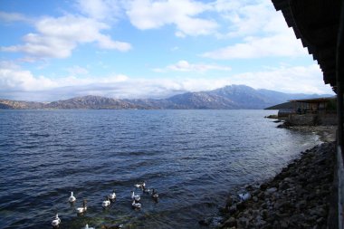 Denizdeki kuşlar. Hayvanat bahçesi, doğa