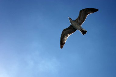 Mavi gökyüzünde uçan martı