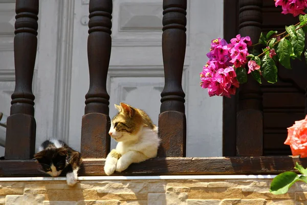 Cats Front Door — Stock Photo, Image