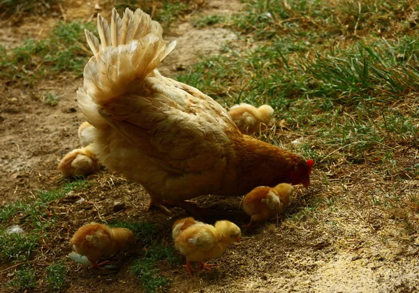 鶏の雛が庭で餌をやっている姿を — ストック写真