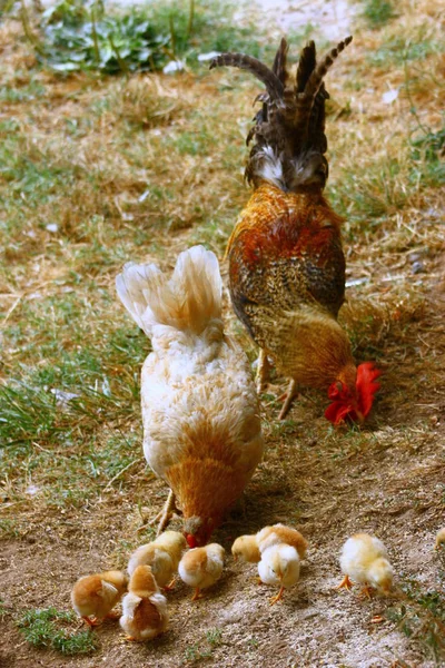 鶏の雛と鶏の餌を庭で見ると — ストック写真