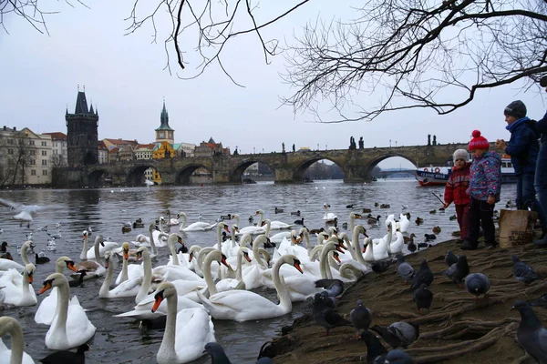 Piękne Łabędzie Ptaki Wełtawie Pradze Krajobraz Miasta Jest Tle — Zdjęcie stockowe