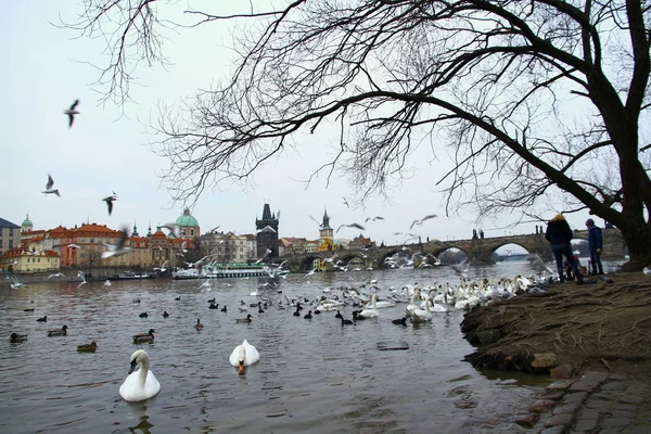 Belos Cisnes Pássaros Rio Vltava Paisagem Urbana Praga Está Fundo — Fotografia de Stock