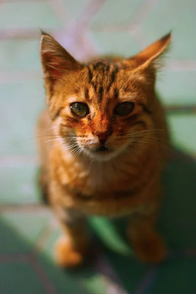 Niedliche Katze Auf Der Straße — Stockfoto