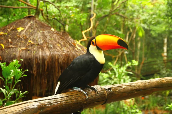 Uccello Tucano Sull Albero — Foto Stock