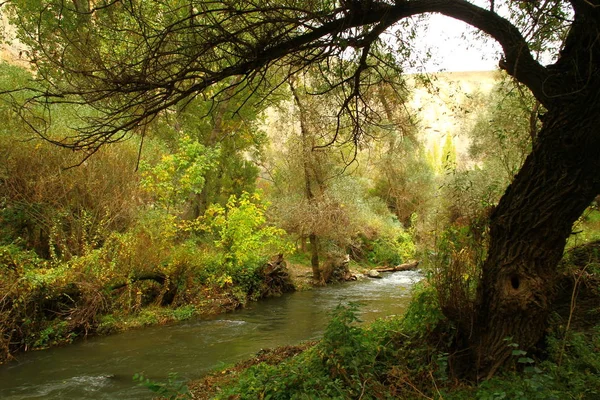 Вид Річку Густому Зеленому Лісі — стокове фото