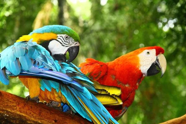 Yeşil Arkaplandaki Bir Grup Papağanın Görüntüsü — Stok fotoğraf