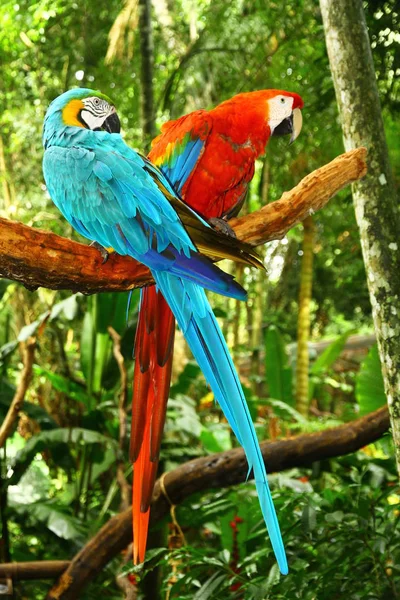 Widok Grupy Macaw Zielonym Tle — Zdjęcie stockowe