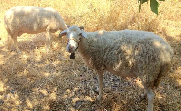 Δύο Λευκά Πρόβατα Βόσκησης Στο Λιβάδι — Φωτογραφία Αρχείου