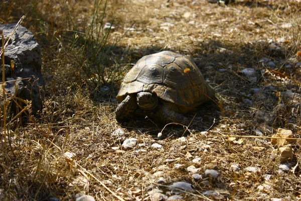 Tortuga Hierba Animal — Foto de Stock