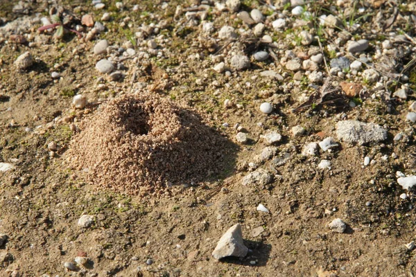 Close Burrow Ground — стоковое фото