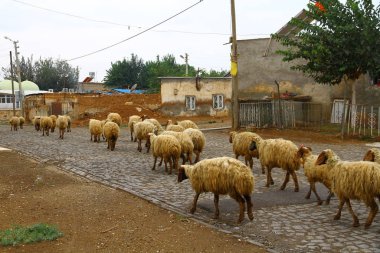 Harran Sanliurfa 'daki geleneksel Harran evleri. Koyun