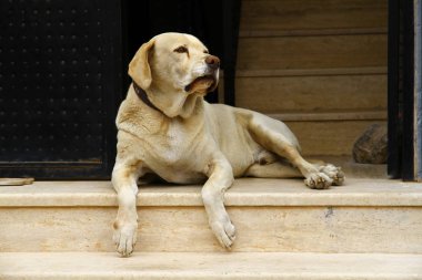 Golden Retriever köpeği yerde oturuyor.