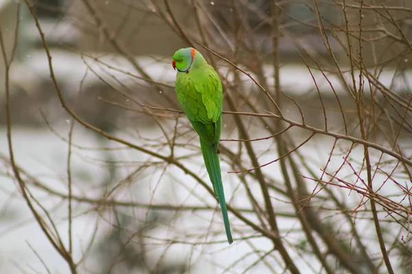 Pohled Malého Papouška Sedícího Větvi — Stock fotografie