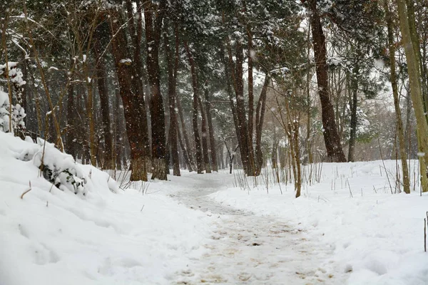 Bäume Winter Mit Schnee Bedeckt — Stockfoto