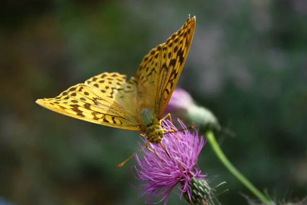Közelkép Egy Pillangó Növények — Stock Fotó