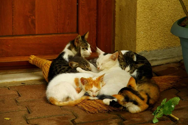 Vista Sobre Vários Gatos Dormindo Juntos — Fotografia de Stock