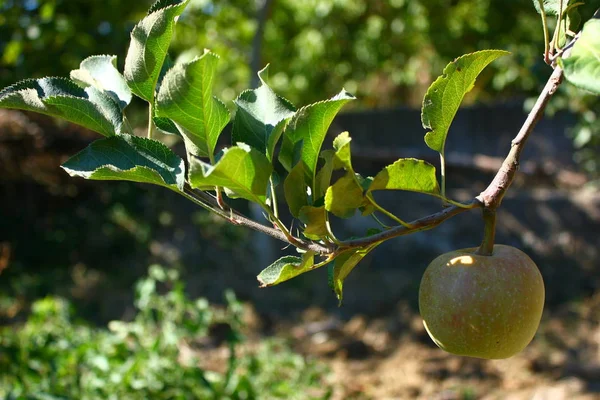 木の上のリンゴの近景 — ストック写真