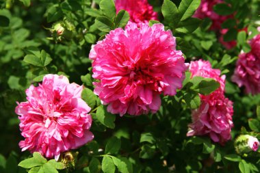 Güzel çiçeklerin yakın görüntüsü 