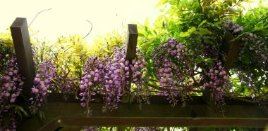 Salkımın manzarası, Japonya 'da baharın çiçek açması.