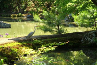 Japonya 'daki Kitano Tenmangu Tapınağı' nda bir gölet manzarası