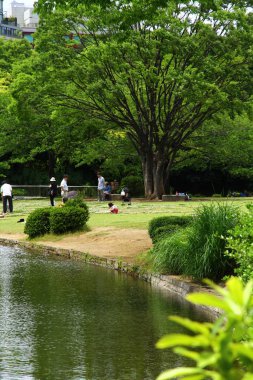 Göllü güzel bir park manzarası