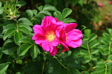 Güzel çiçeklerin yakın görüntüsü 