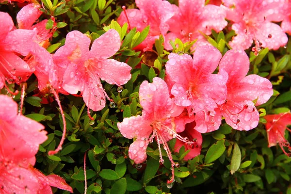 Detailní Pohled Krásné Květiny — Stock fotografie