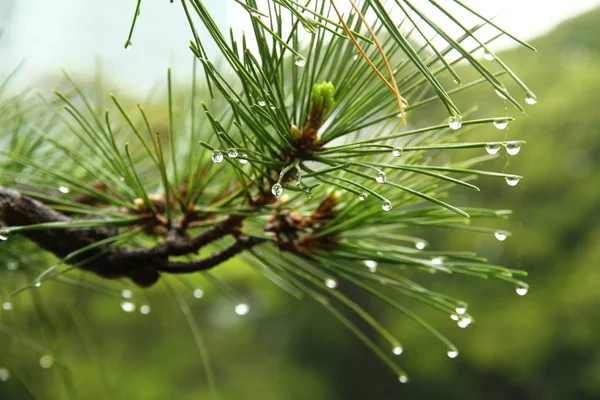 closeup view of the spruce branch in the rain