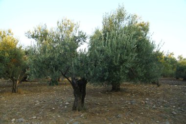 Günbatımında zeytin ağaçları, Türkiye 'nin Kuzey Ege kıyıları.