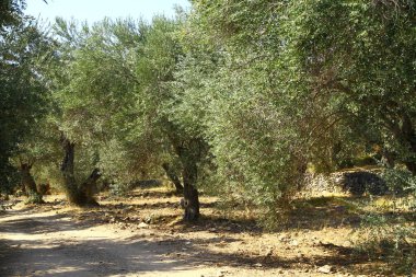 Günbatımında zeytin ağaçları, Türkiye 'nin Kuzey Ege kıyıları.