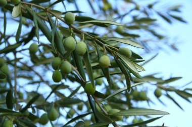Türkiye 'nin Kuzey Ege kıyısında, gün batımında zeytin ağacı.