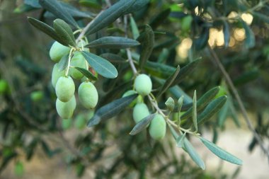Türkiye 'nin Kuzey Ege kıyısında, gün batımında zeytin ağacı.