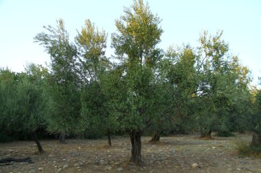 Günbatımında zeytin ağaçları, Türkiye 'nin Kuzey Ege kıyıları.