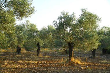 Günbatımında zeytin ağaçları, Türkiye 'nin Kuzey Ege kıyıları.