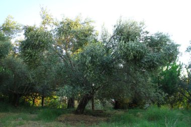 Günbatımında zeytin ağaçları, Türkiye 'nin Kuzey Ege kıyıları.