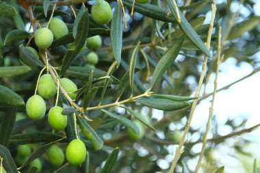Türkiye 'nin Kuzey Ege kıyısında, gün batımında zeytin ağacı.