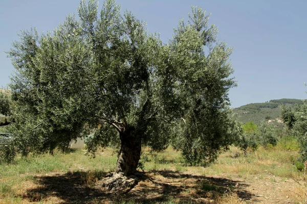 Vista Jardim Com Oliveiras Turquia — Fotografia de Stock