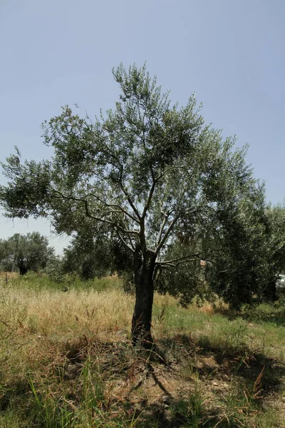 Vista Jardim Com Oliveiras Turquia — Fotografia de Stock