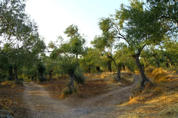 Оливкові Дерева Заході Сонця Узбережжі Північного Егейського Моря — стокове фото