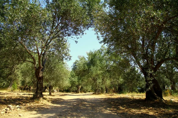 Vista Caminho Floresta Verde — Fotografia de Stock