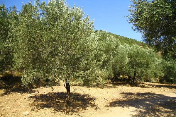 Olivos Puesta Del Sol Costa Del Egeo Norte Turquía — Foto de Stock