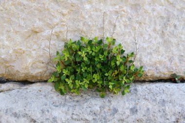 Sagalassos antik kenti, Burdur Türkiye.