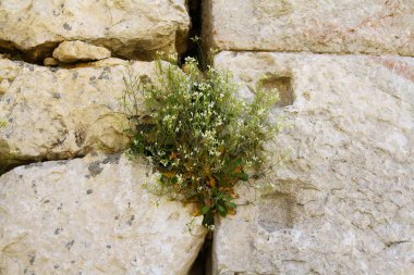 Sagalassos antik kenti, Burdur Türkiye.