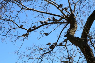 Gökyüzü arka planındaki dallardaki güvercinleri görüntüle