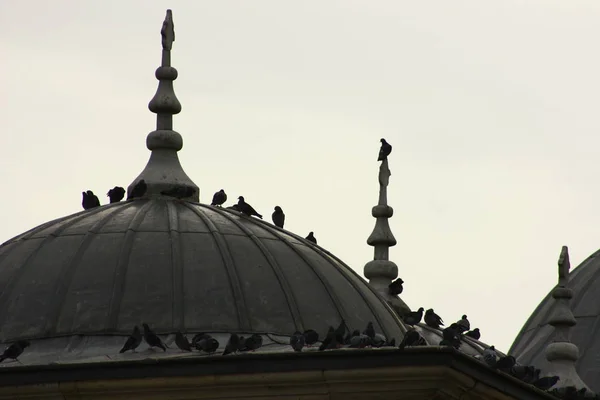 Pigeons Roof Mosque Eminonu Istanbul Turkey — Stock Photo, Image