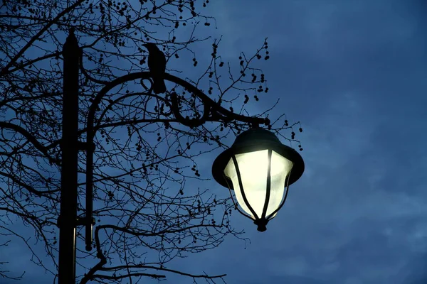 Zicht Duiven Takken Lucht Achtergrond — Stockfoto